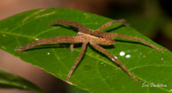 Araignée loup / Rivière de Montsinéry, Guyane française, août 2010