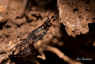 Tetragnathidae / Rivière de Montsinéry, Guyane française, août 2010