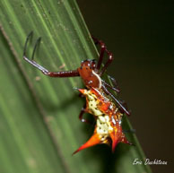 Micrathena / Rivière de Montsinéry, Guyane française, août 2010