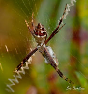 Argiope argentata / Matoury, Guyane française, août 2010