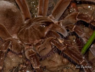 Mygale Theraphosa / Saut Takari Tante, Guyane française, août 2010