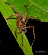 Araignée loup / Saut Takari Tante, Guyane française, août 2010