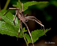 Araignée loup / Saut Takari Tante, Guyane française, août 2010