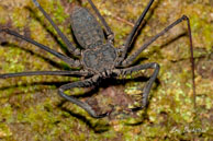 Amblypige / Saut Takari Tante, Guyane française, août 2010