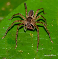 Araignée loup / Saut Takari Tante, Guyane française, août 2010