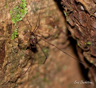 Opilion / Saut Takari Tante, Guyane française, août 2010