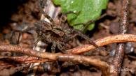 Araignée loup / Saut Takari Tante, Guyane française, août 2010