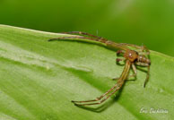 Araignée crabe / Crique Bagot, Guyane française, août 2008