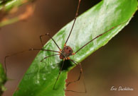 Opilion / Crique Bagot, Guyane française, août 2008