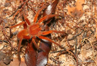 Araignée loup / Crique Bagot, Guyane française, août 2008