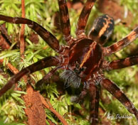 Araignée loup / Crique Bagot, Guyane française, août 2008