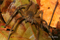 Phoneutria / L'une des araignées les plus venimeuses au monde (danger notable pour l'homme) - Crique Bagot, Guyane française, août 2008