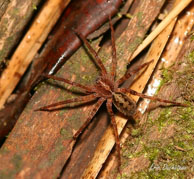 Araignée loup / Crique Bagot, Guyane française, août 2008