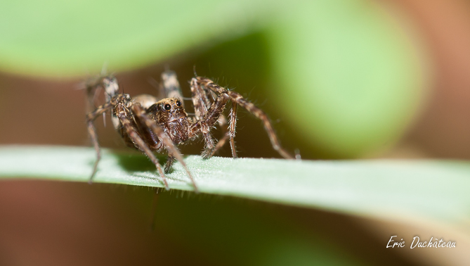 Araignée loup (Pardosa)