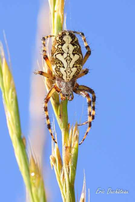 Epeire feuille de chêne (Aculepeira ceropegia)