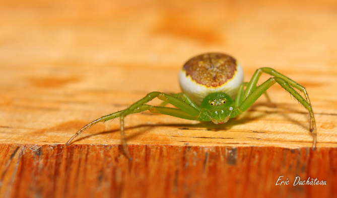 Misumenops triscupidatus (femelle)