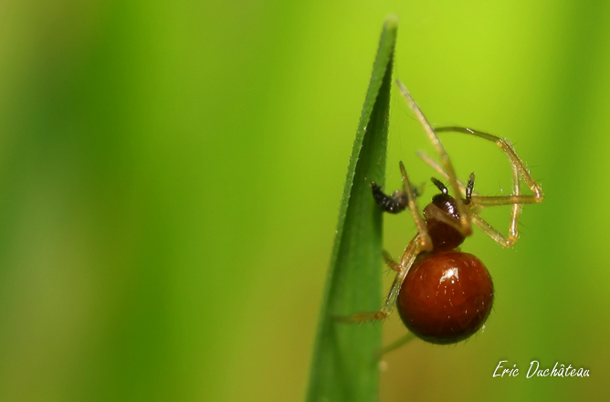 Latrodectus