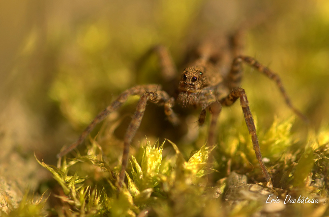 Araignée loup (Pardosa)
