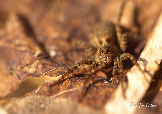 Araignée loup (Pardosa)