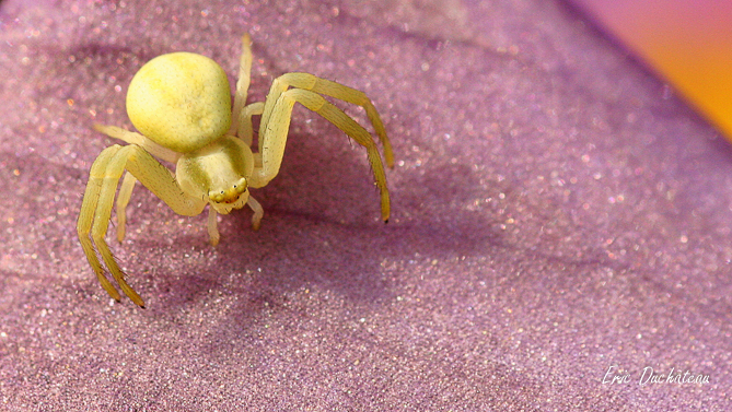 Araignée crabe
