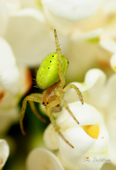 Araignée courge
