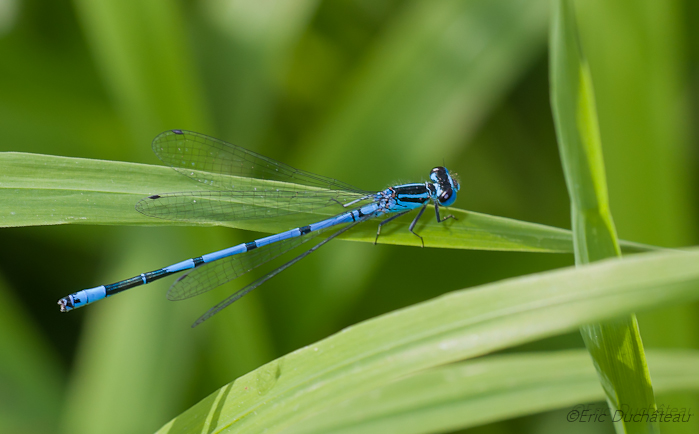 Agrion jouvencelle