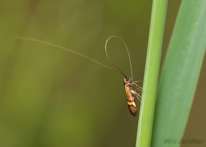 Longicorne