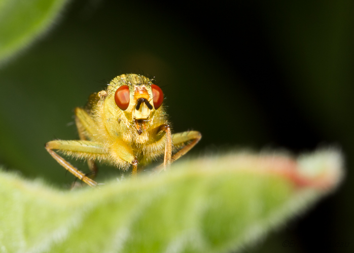 Scatophage du fumier