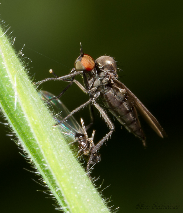 Asilide
