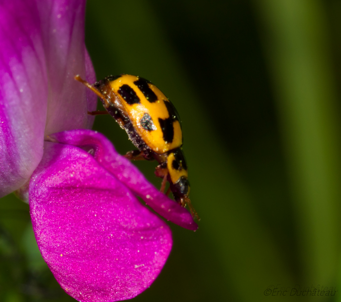 Coccinelle à 22 points