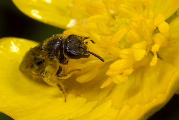 Panurgus calcaratus