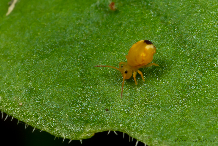 Colembolle