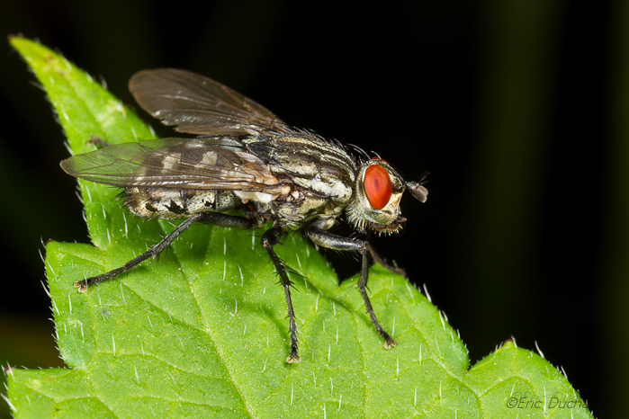Mouche grise de la viande