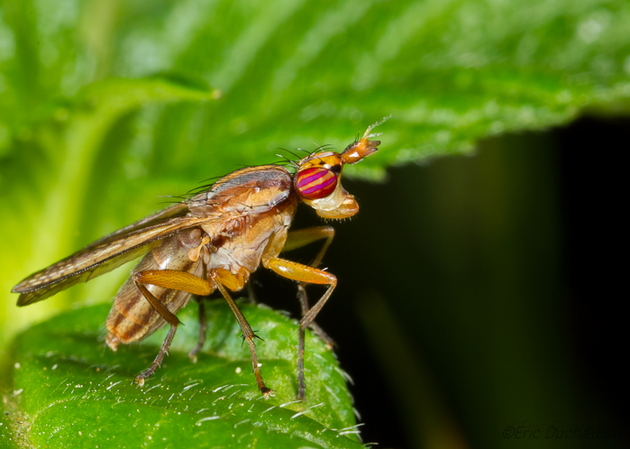 Limnia unguicornis