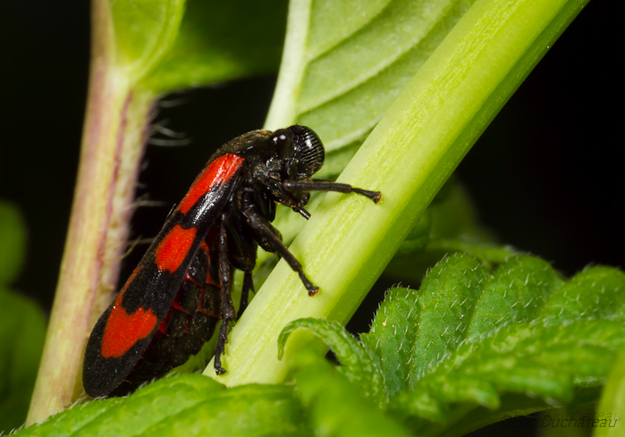 Cercope sanguinolent