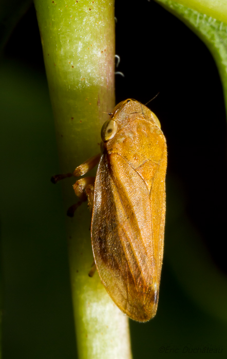 Cicadelle