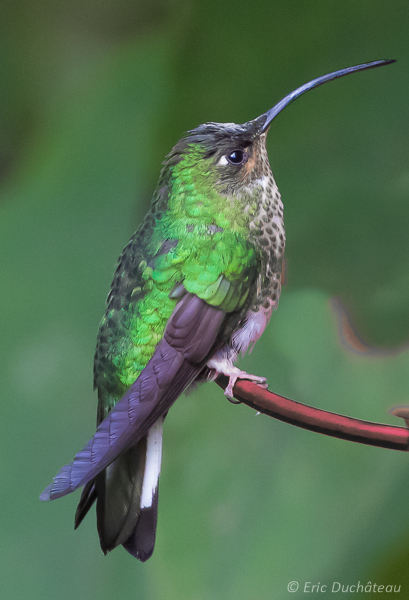Colibri de Lafresnaye