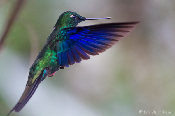 Colibri à ailes saphir