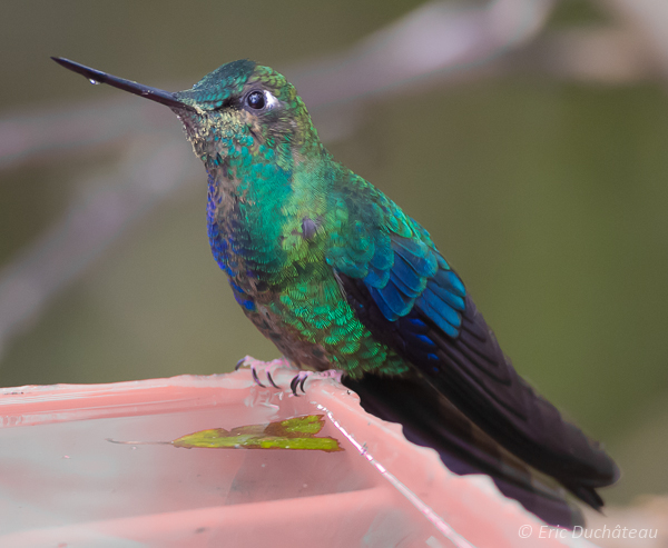 Colibri à ailes saphir (femelle)