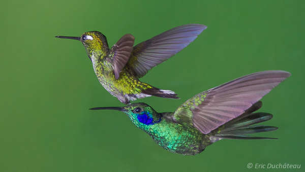 Colibri thalassin
