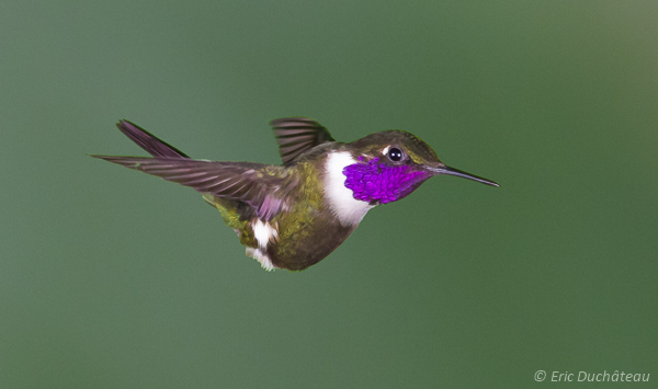 Colibri de Mitchell