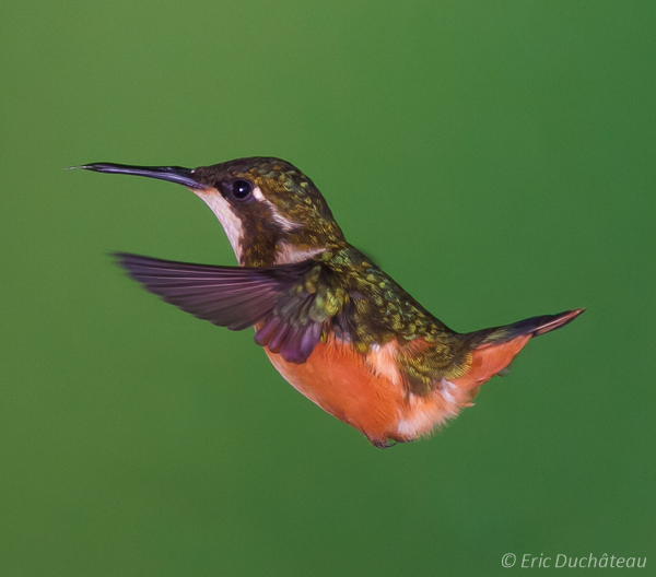 Colibri de Mitchell (femelle)