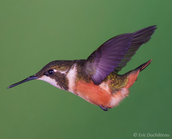 Colibri de Mitchell (femelle)