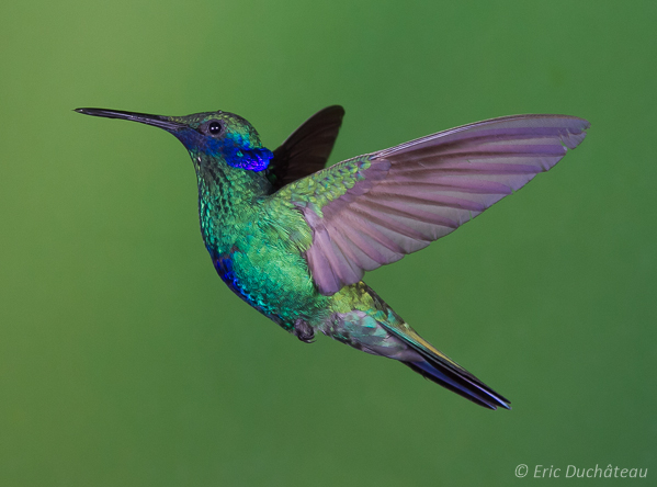 Colibri thalassin