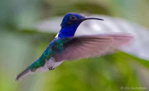 Colibri jacobin