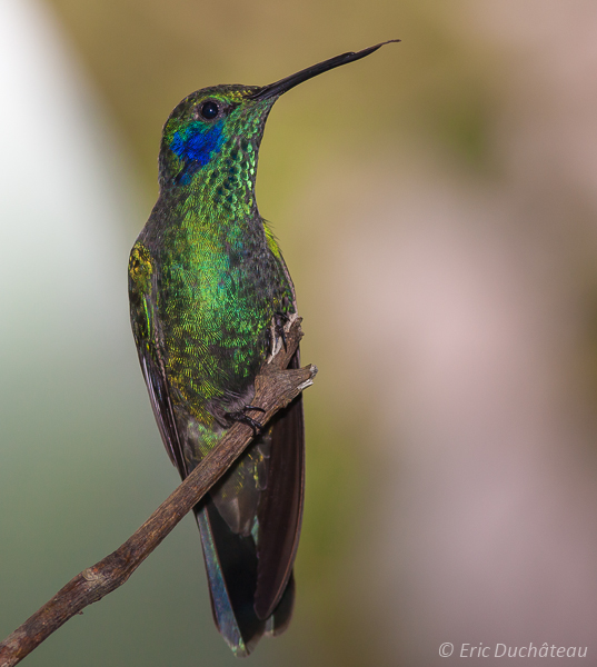 Colibri thalassin