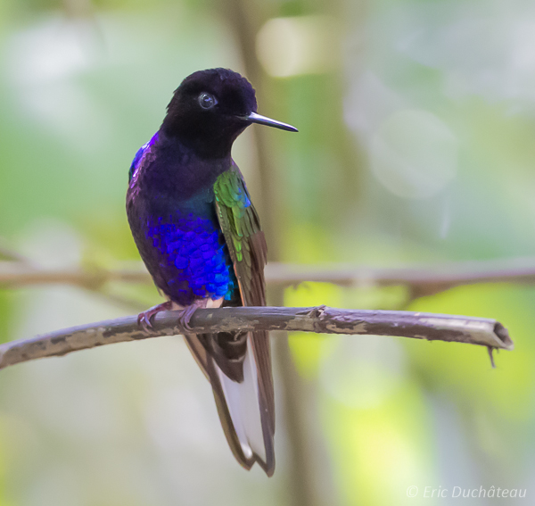 Colibri de Jardine