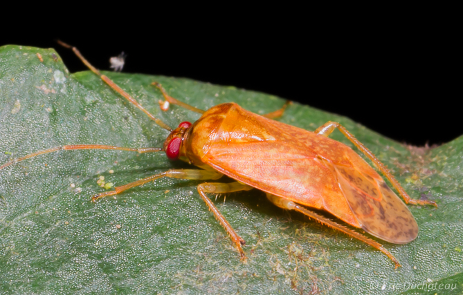 Homoptère