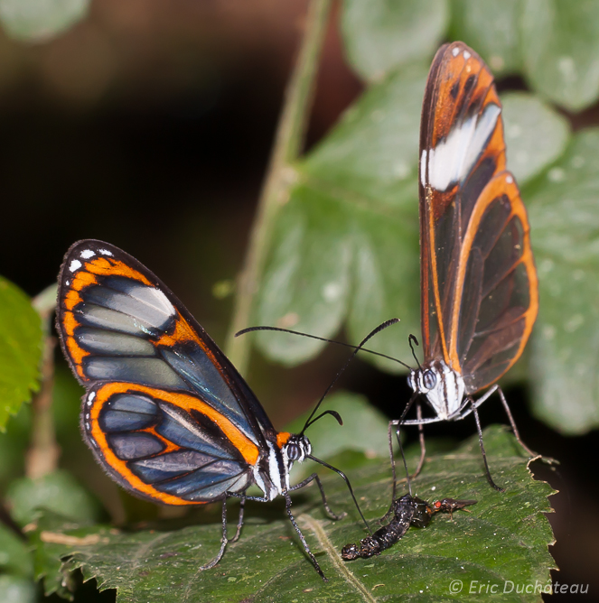 Papillons