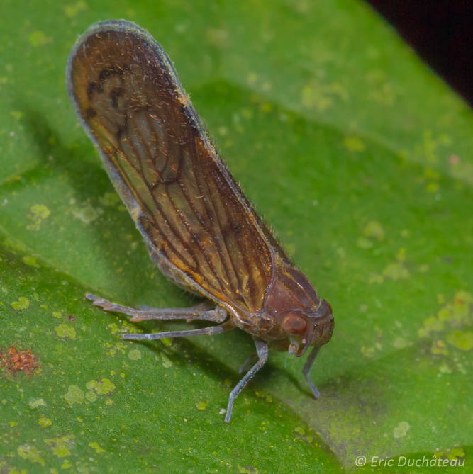 Cixiide